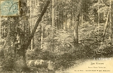 Les Vosges. - Sous Bois Vosgien